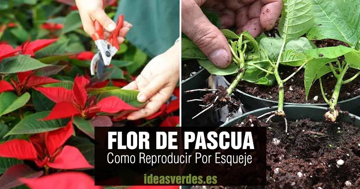 flor de pascua esquejes