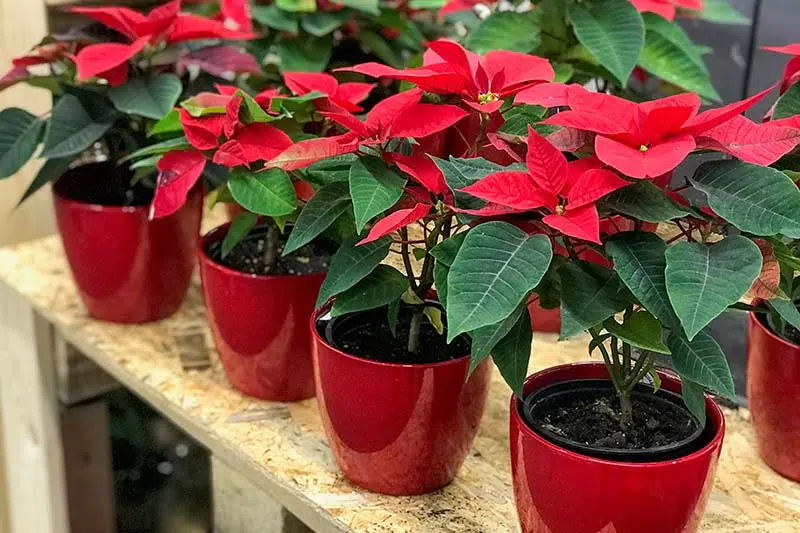 flor de pascua por esqueje