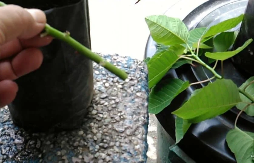 hacer esquejes de flor de pascua
