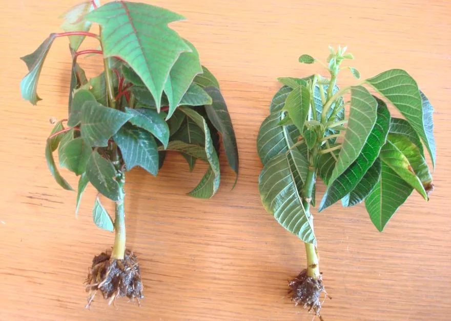raices flor de pascua esquejes
