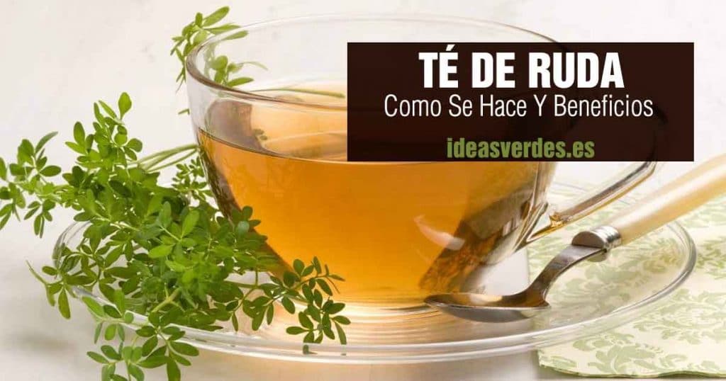 Té de ruda. Beneficios, para qué sirve y cómo hacer esta infusión