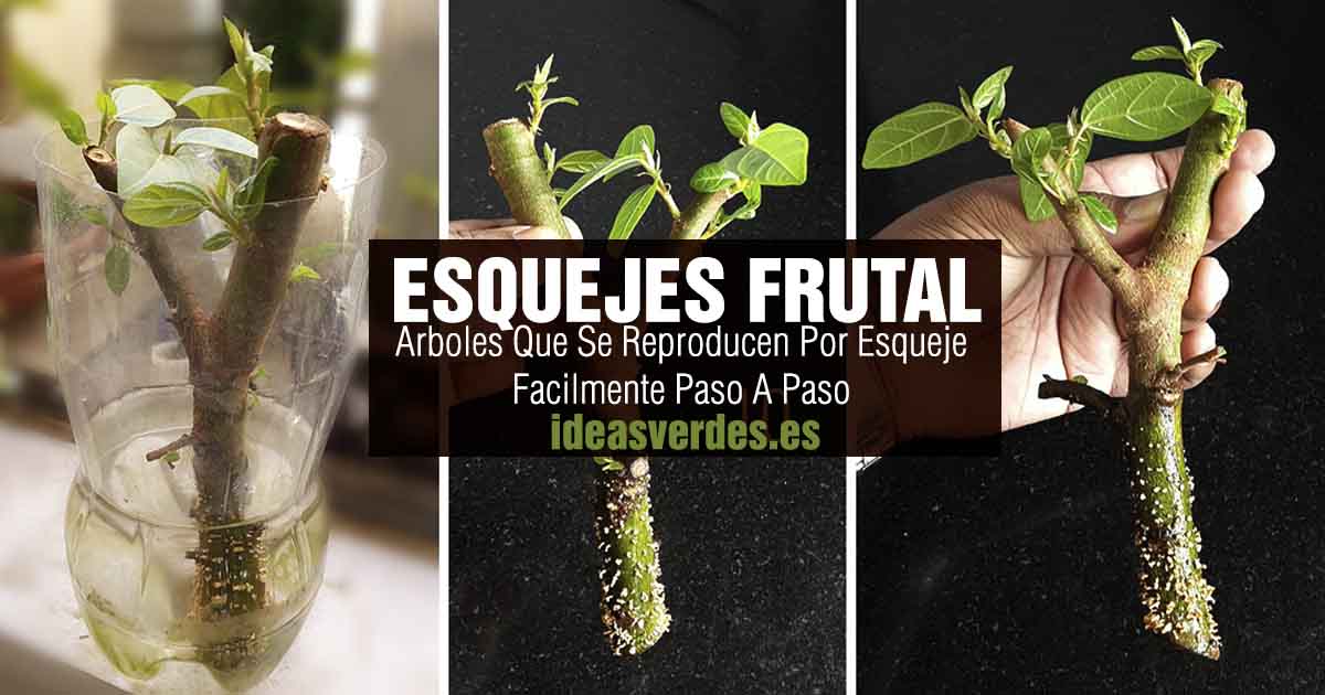 esquejes de arboles frutales