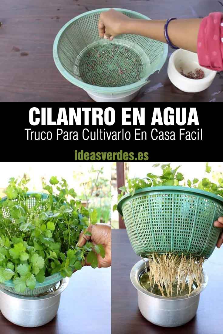 cultivar cilantro