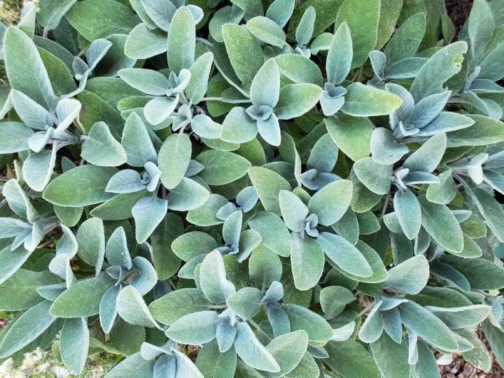 esquejes de salvia en casa