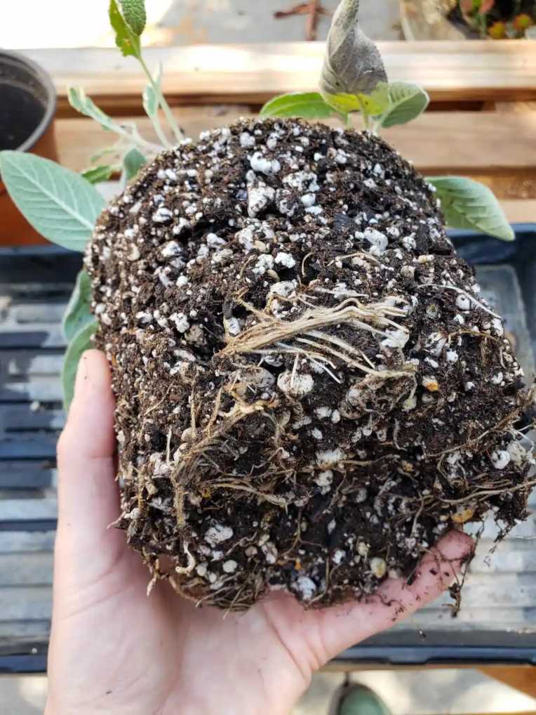 esquejes de salvia en maceta