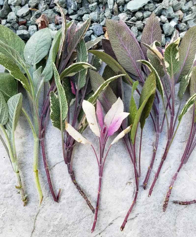 esquejes de salvia