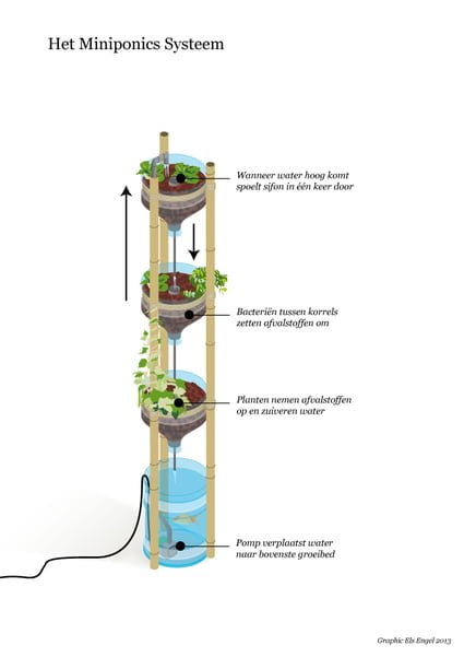 miniponics acuaponia casera