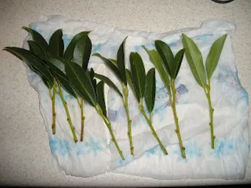 preparar esquejes de laurel