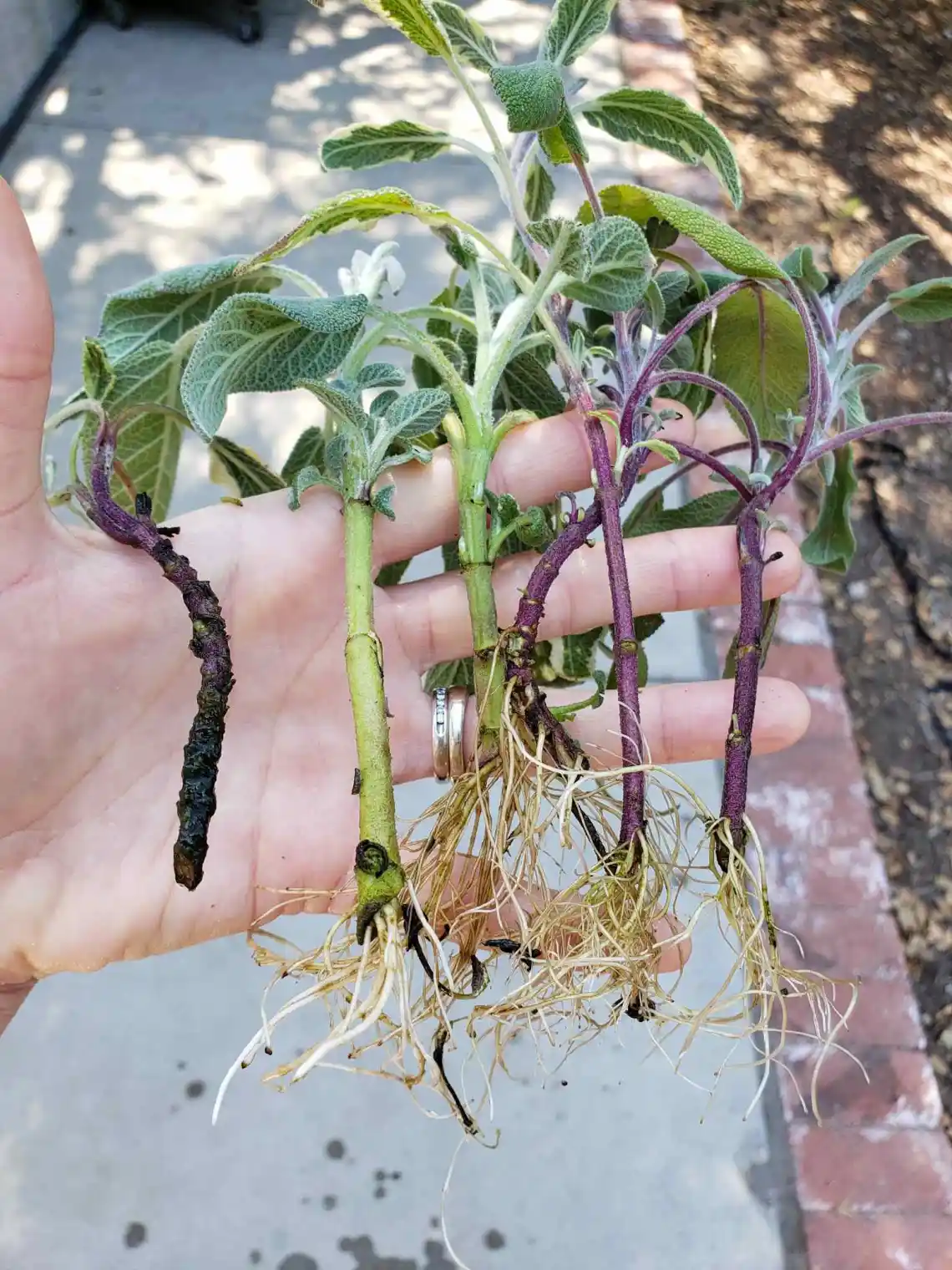 propagar salvia por esqueje de agua