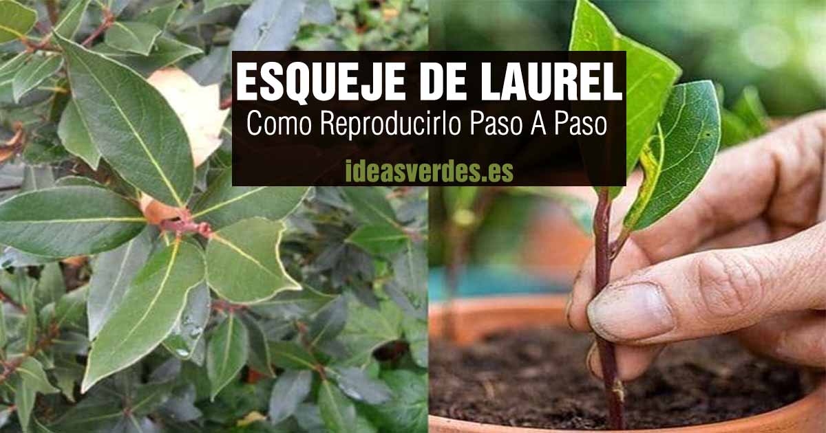 reproducir laurel por esqueje en casa