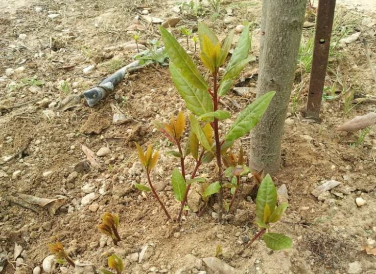 Esquejes Frescos De Hibisco Diosa Púrpura – 3 Esquejes Sin Raíces Para Propagar (raro Coleccionable)