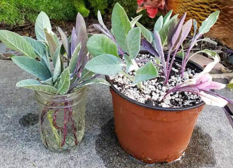 reproducir salvia por esqueje
