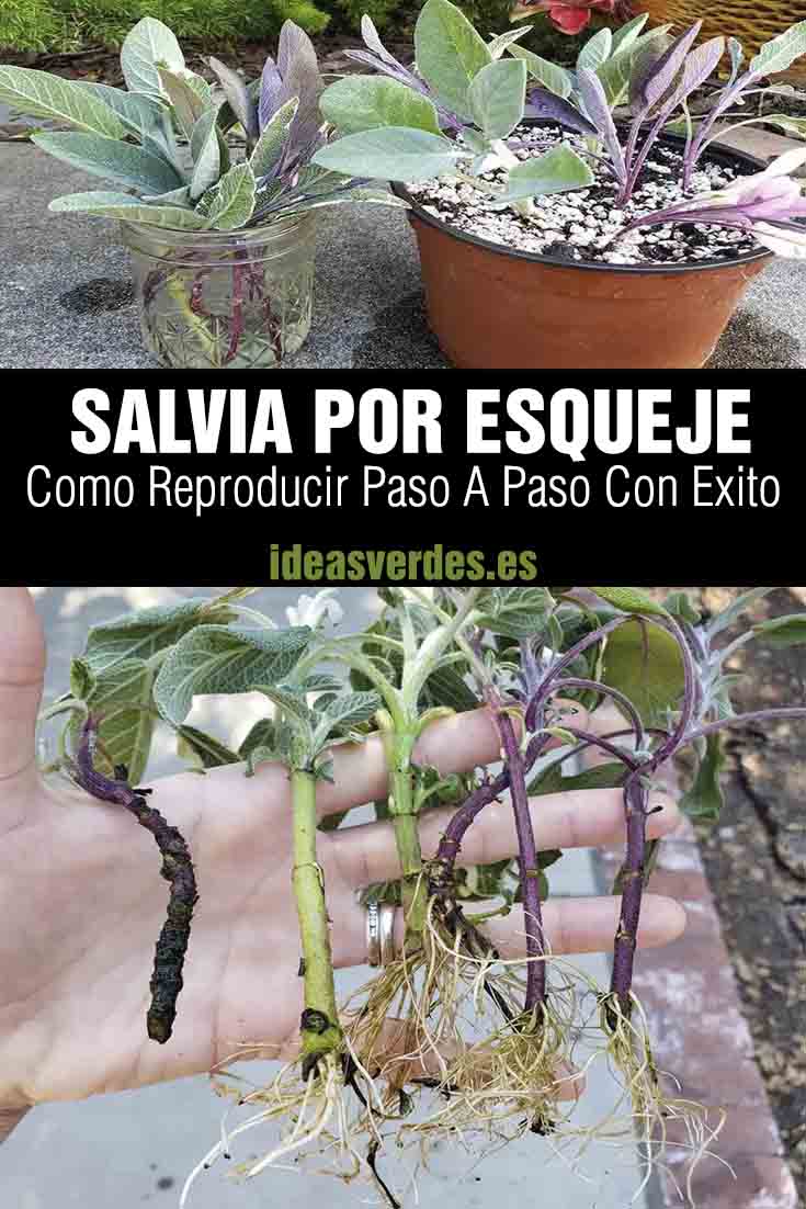 salvia como reproducir por esqueje en casa