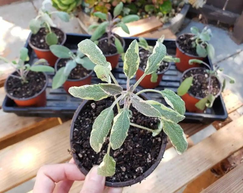 salvia como reproducir