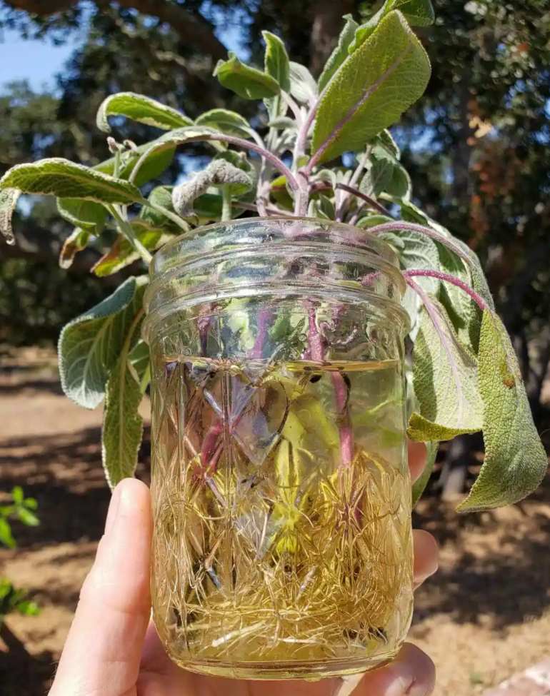 salvia propagar por esqueje