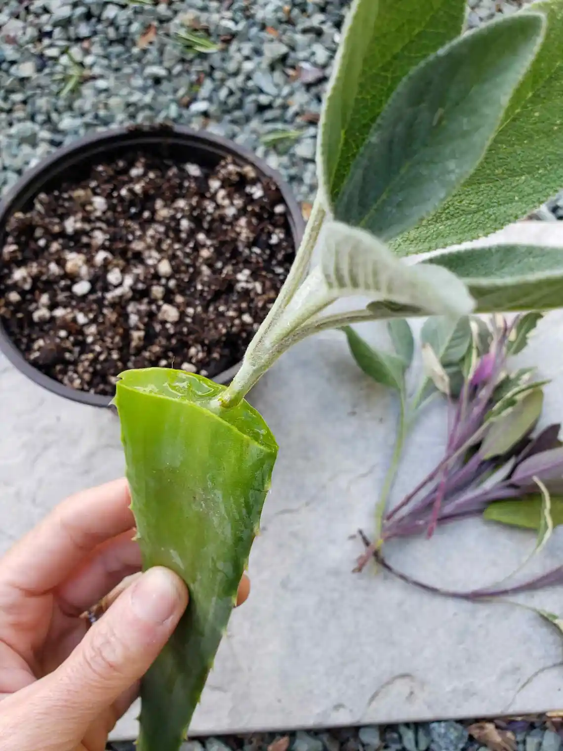 salvia propagar por esqueje
