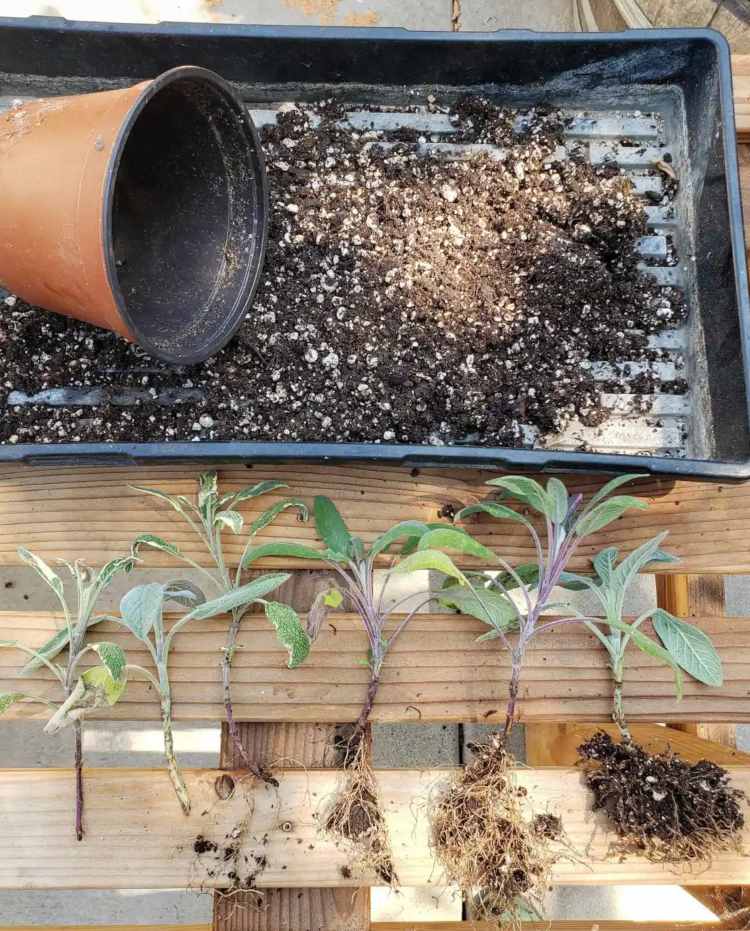 trasplantar salvia por esqueje