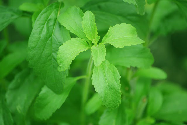 planta medicinal stevia
