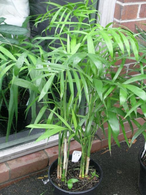 plantas que absorben la humedad de una habitación