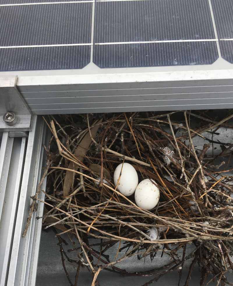 evitar anidamiento de pajaros en paneles solares