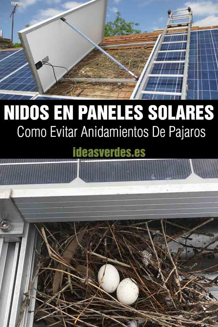 nidos en paneles solares
