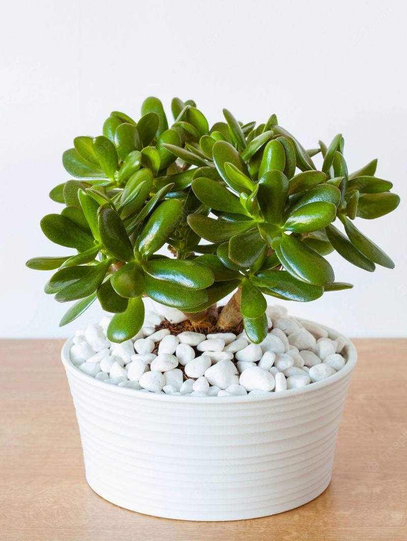 árbol de jade cuidados