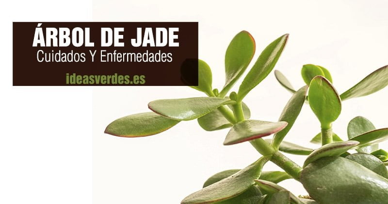 árbol de jade cuidados