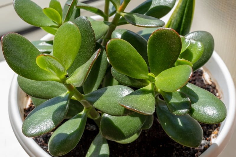 árbol de jade enfermedades