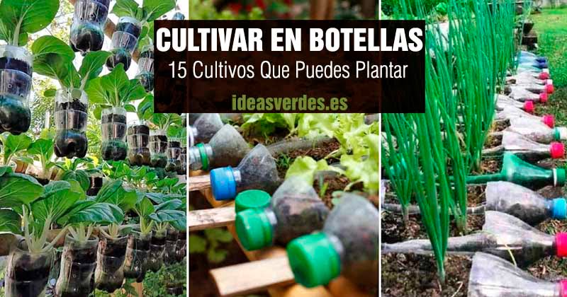 cultivar en botellas de plástico