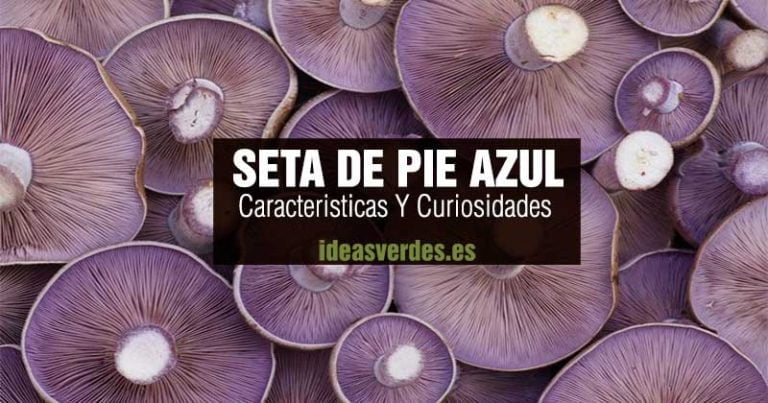 Seta Azul Tibia Seta de Pie Azul, Características de la seta Lepista nuda - Ideas Verdes