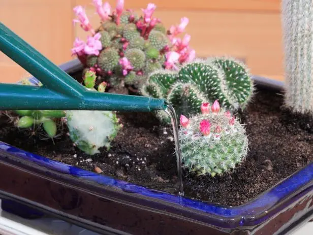 regar los cactus