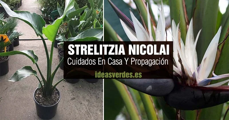 strelitzia nicolai cuidados y reproduccion