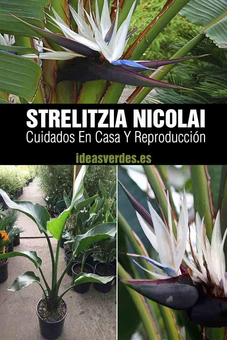 strelitzia nicolai flores y reproduccion
