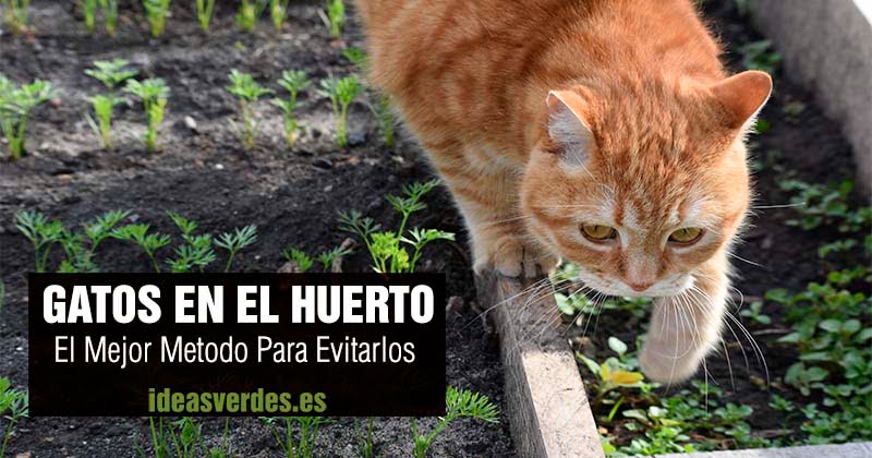 ¿Cómo ahuyentar gatos callejeros de forma efectiva y sin hacerles daño?