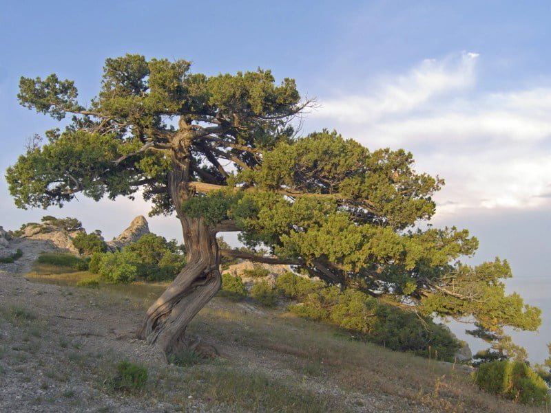 árbol sabina