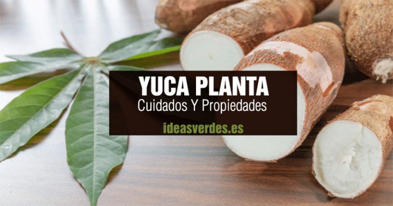  Qu Es La Yuca Cuidados Y Propiedades De Esta Planta Ideas Verdes