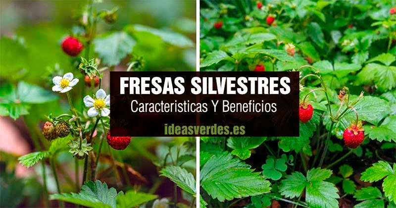 fresas silvestres o fresas del bosque