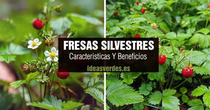 fresas silvestres o fresas del bosque
