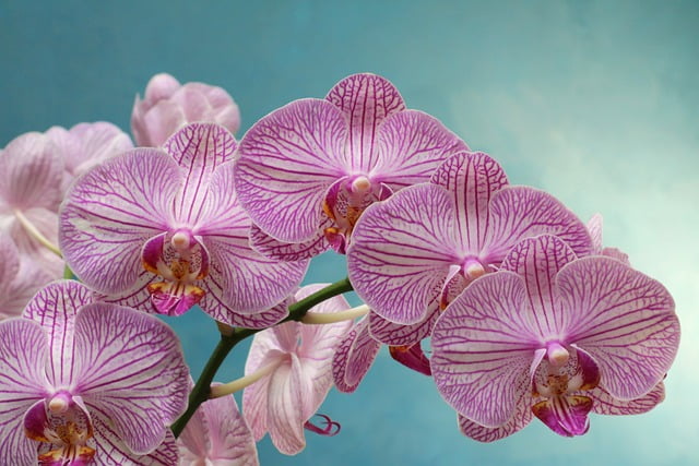 orquídeas flores duraderas para cementerios