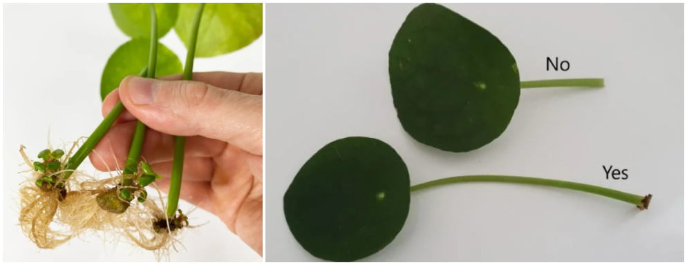 reproducir pilea pepromioides por hojas