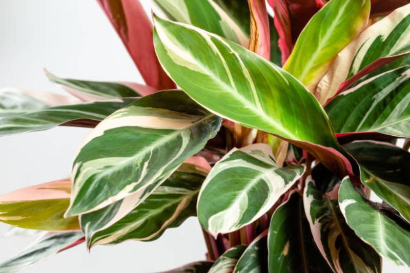 Calathea Triostar Hojas