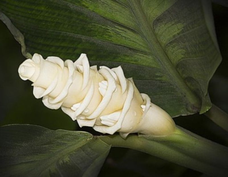 Calathea makoyana flor
