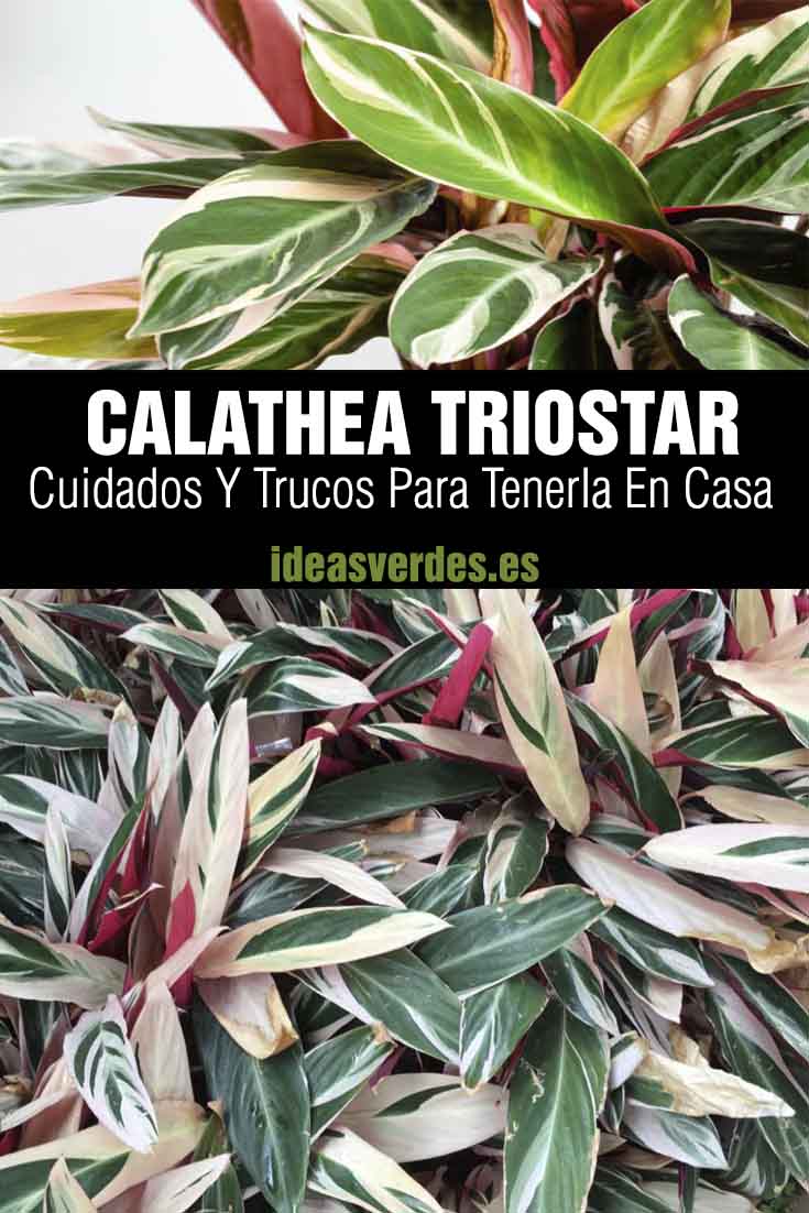 calathea Triostar cuidados