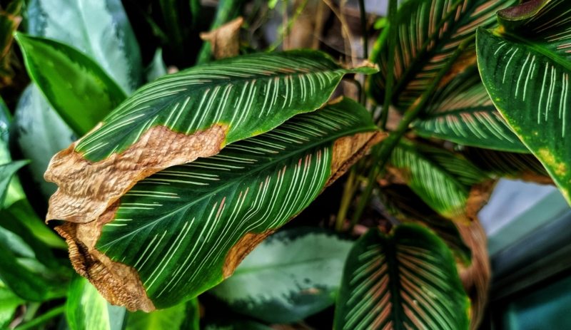 calathea hojas secas