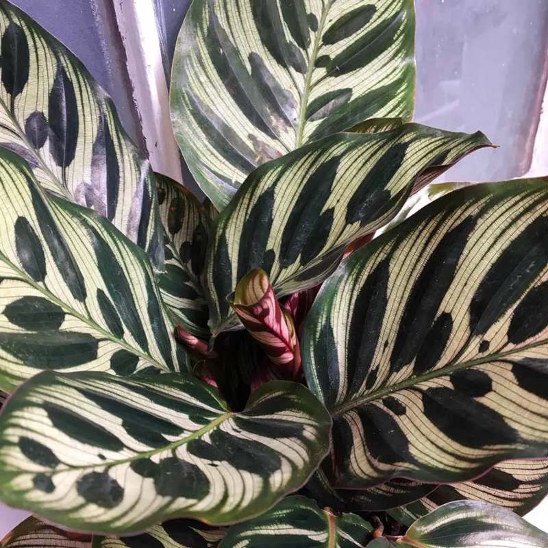 calathea pavo real