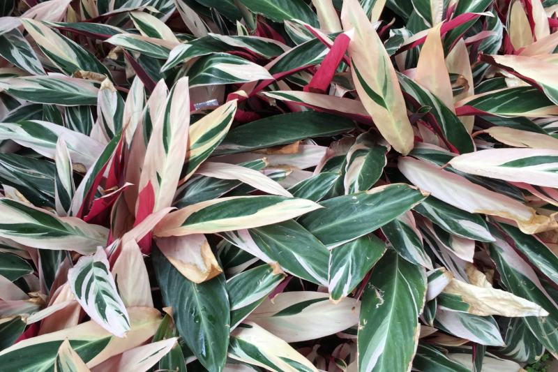 calathea triostar en casa