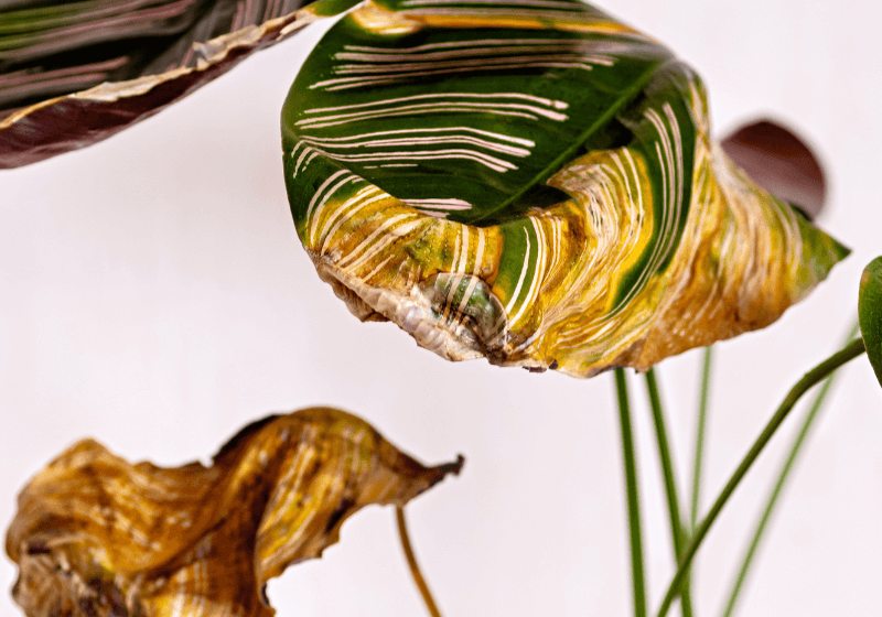calathea triostar hojas amarillas
