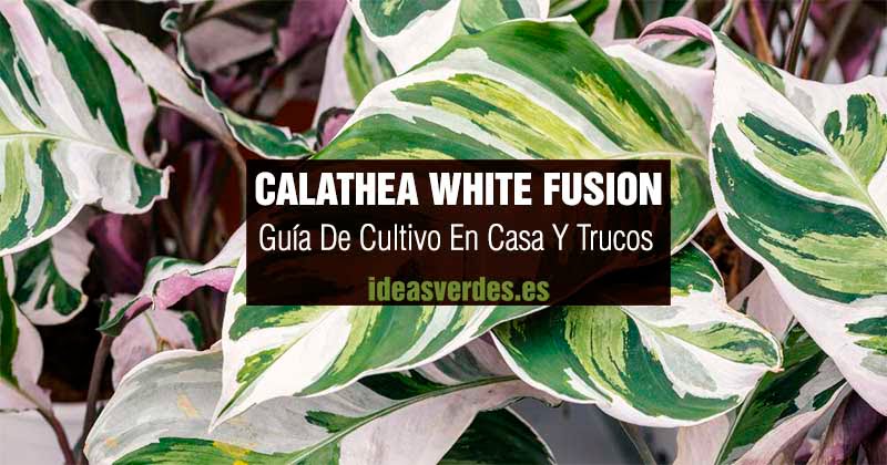 calathea white fusion
