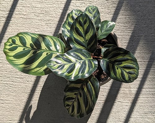 cuidados Calathea makoyana o pavo real