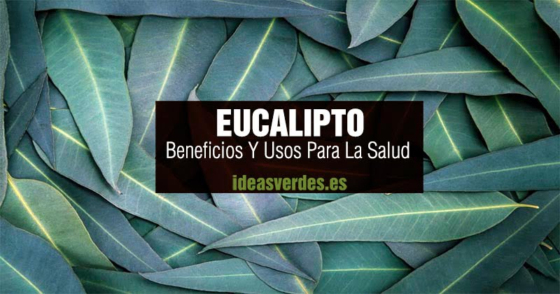 eucalipto beneficios y usos para la salud